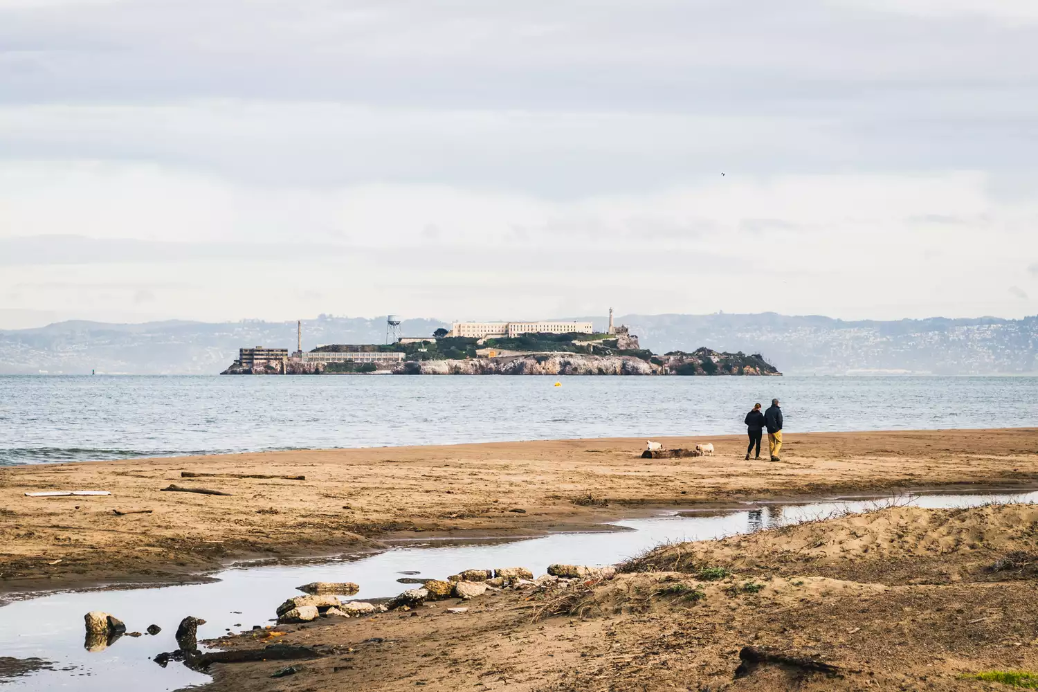 A couple walking their dogs on the coast of San Francisco with a view of Alcatraz in the distance