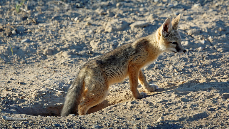 Renard des kits sortant de son terrier