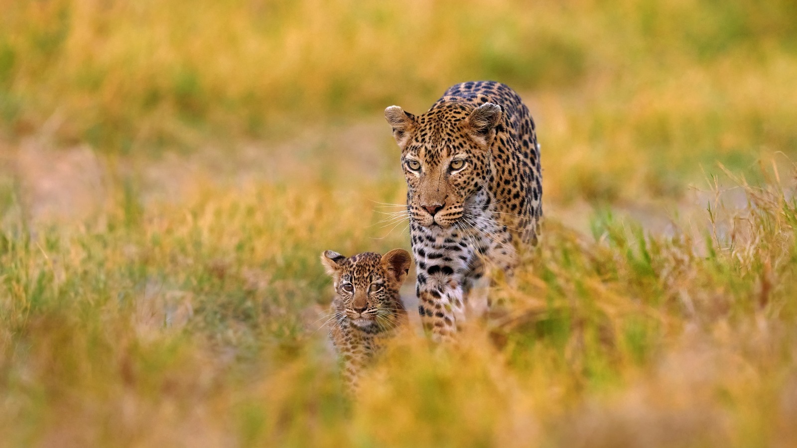 Safari de rêve dans un lodge au cœur de la savane africaine