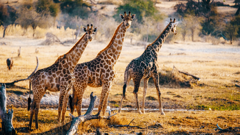 Makgadikgadi Pans National Park