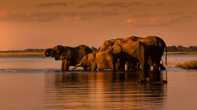 Chobe National Park