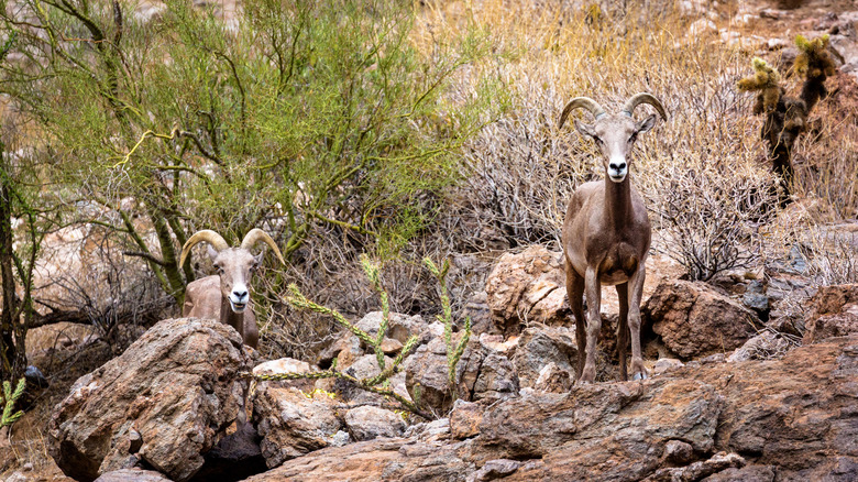 bighorn sheep in Arizona mountains