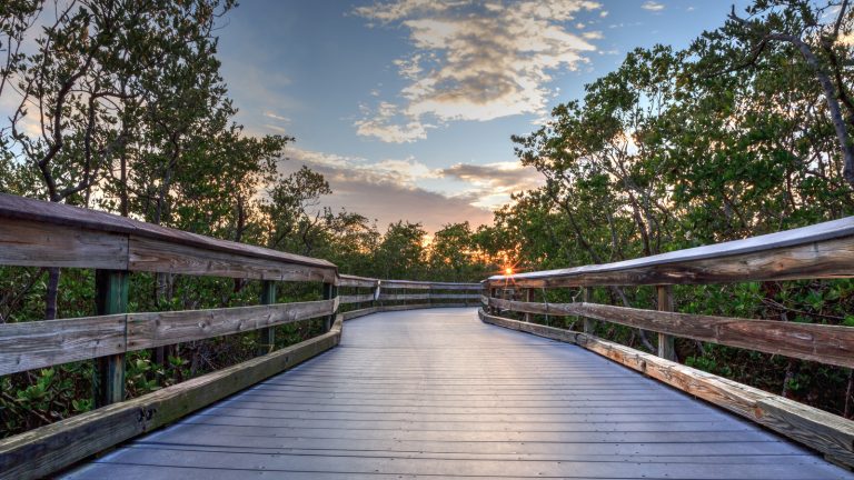 Découvrez une Plage de Sable Blanc Cachée derrière les Mangroves