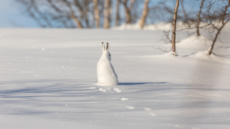 Lièvre de montagne avec des traces dans la neige