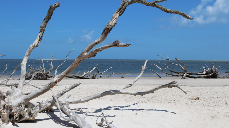 Bois flotté sur le sable à Boneyard Beach