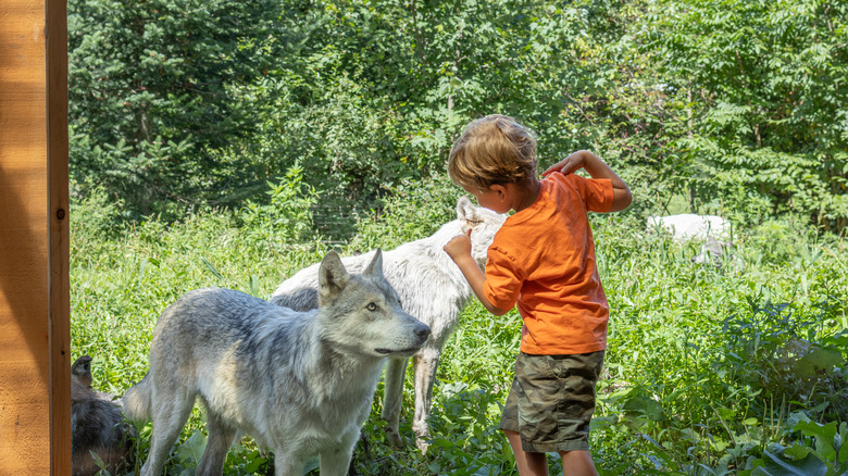 Enfant avec des loups