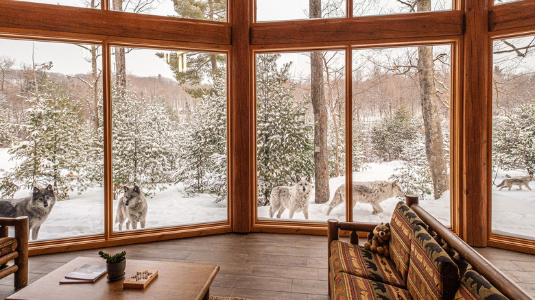 Cabane des loups au parc Omega