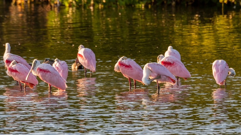 birds at J.N. "Ding" Darling National Wildlife Refuge