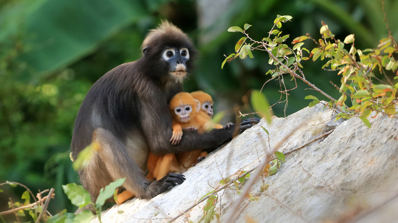 Singe dans les mangroves