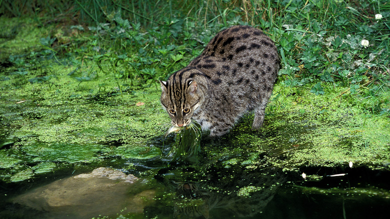 animaux rares et en danger dans le parc