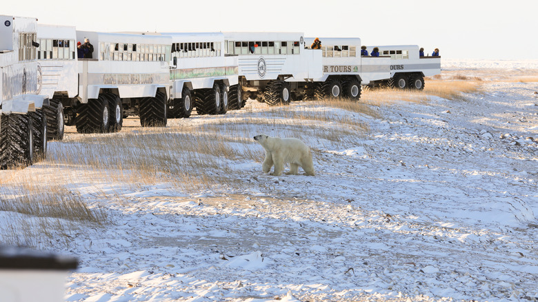 Touristes observant un ours polaire à Churchill