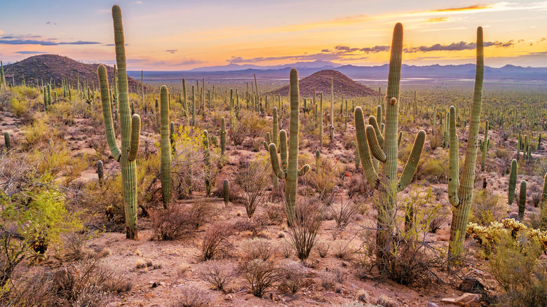 Parc national des Saguaros