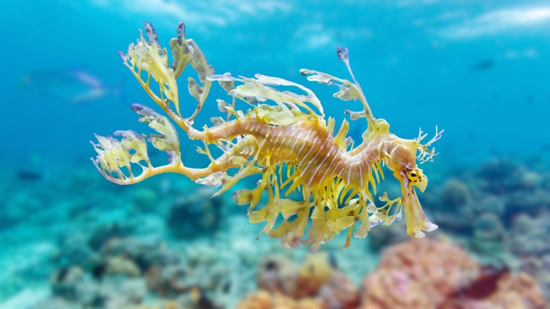 Puffins et dragon-feuillu